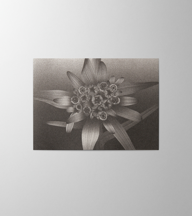 Hieronymus Greetingcards Greeting Card Edelweiss Black A000576 A5