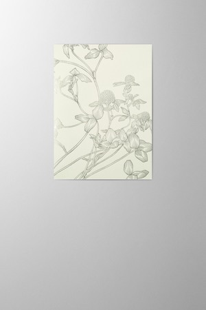 Hieronymus Greetingcards Greeting Card Trifolium Pratense White Green A005870