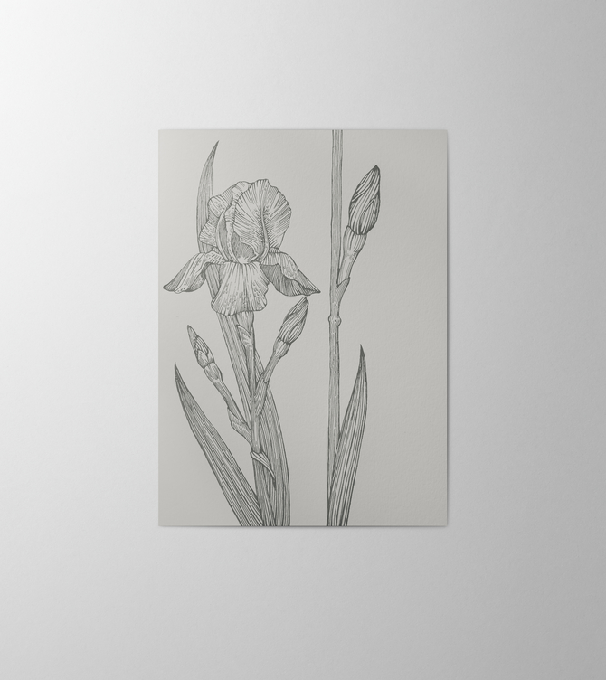 Hieronymus Condolence Greeting Card Iris Warm Grey A004549 A5