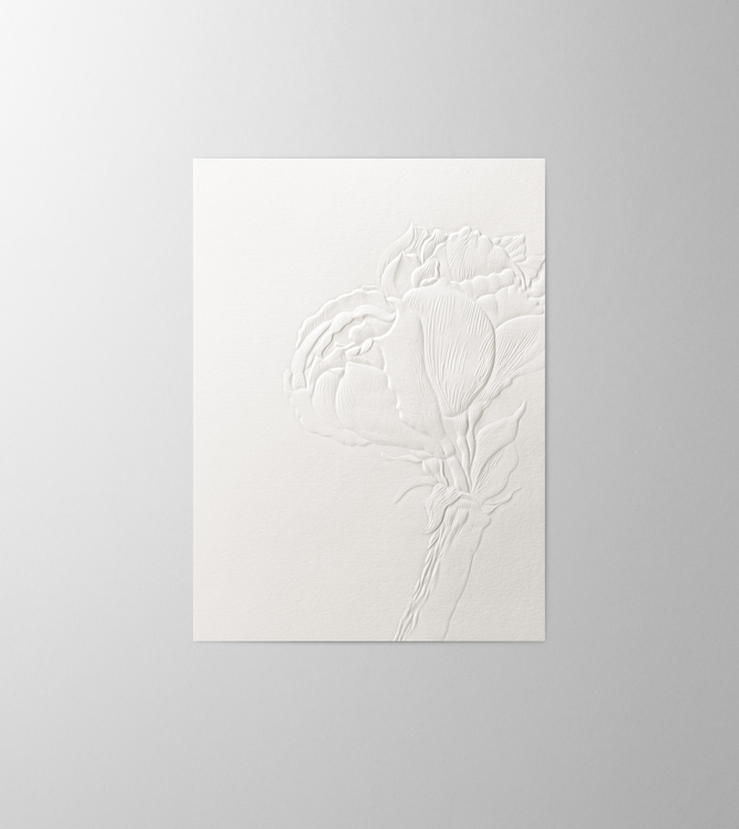 Hieronymus Christmas Greeting Card Amaryllis White Cream A005476 A5