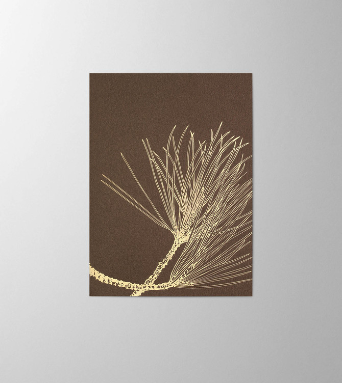 Hieronymus Christmas Greetingcards Greeting Card Pinus Nigra Chocolate A005799 A005799 A.jpg
