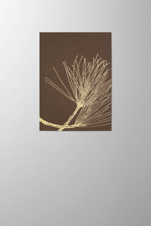 Hieronymus Christmas Greetingcards Greeting Card Pinus Nigra Chocolate A005799 A005799 A.jpg