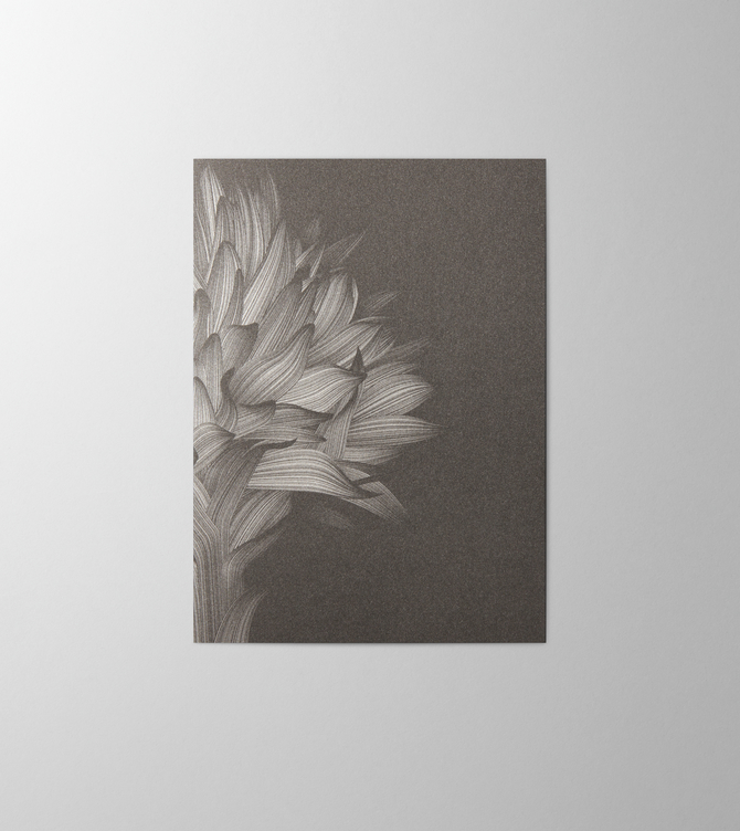 Hieronymus Condolence Greeting Card Nigritella Black A000572 A5