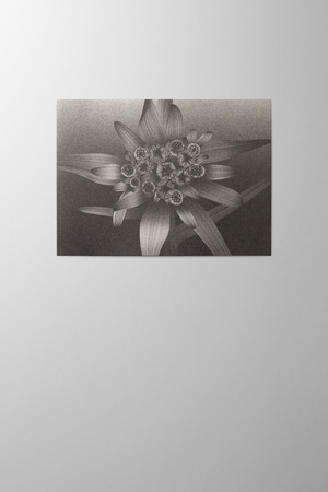 Hieronymus Greeting Card Edelweiss Black A000576 A5