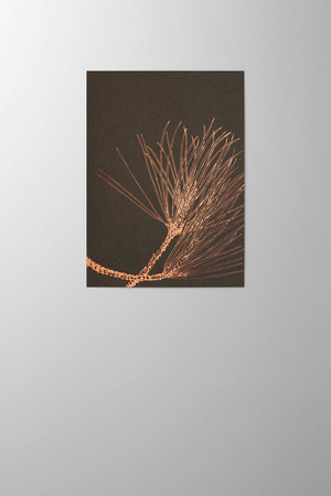 Hieronymus Greetingcards Christmas Greeting Card Pinus Nigra Copper A005797 A005797 A.jpg